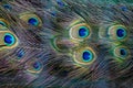 Peacock wing swan feather texture Royalty Free Stock Photo