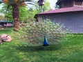 peacock