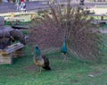 Peacock woos a female