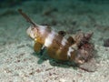 Peacock wrasse