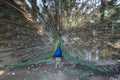 Peacock in zoo at petchburi Royalty Free Stock Photo