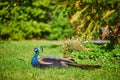 Peacocks in Bagatelle park, Bois de Boulogne in Paris, France