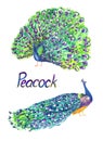 Peacocks collection: standing with closed and opened tail