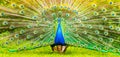 Male Peacock in a green field with an open tail Royalty Free Stock Photo