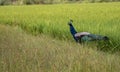 Peacocks on a paddy field