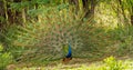 Peacock dancing - feathers fully displayed