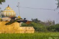 Peacock Flying over a paddy field, with temple in background