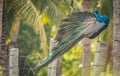 Peacock on a stone post