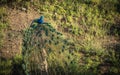 Peacocks on a stone post