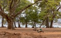 Peacocks under the trees at Lokrum Island, Dubrovnik in Croatia Royalty Free Stock Photo