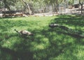 Peacocks in garden