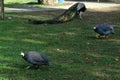 Peacocks on the green lawn.