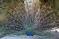 Peacocks of the LA Arboretum