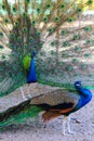 Peacocks