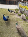 Peacocks at Nebraska zoo