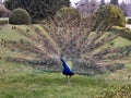 The crowned peacock, Pavo cristatus, is also sometimes called the blue peacock.