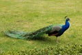 The crowned peacock, Pavo cristatus, is also sometimes called the blue peacock.