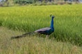 Peacocks on a paddy field