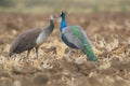 Peacocks pair