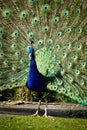 Peacocks photographed in Blackpool Zoo