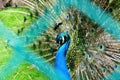 peacocks reared in a zoo Royalty Free Stock Photo