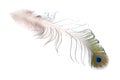 Peacocks Spotted feather isolated on white background Royalty Free Stock Photo
