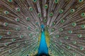 Peacocks spread wings