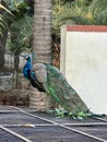 Peacock at Sri Ramana Ashram (Burials: Ramana Maharshi) located at Thamarai Nagar, Tiruvannamalai, Tamil Nadu. India Royalty Free Stock Photo