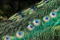 Peacocks tail
