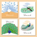 Peacocks, various cards with beautiful colorful birds, cartoon vector Royalty Free Stock Photo