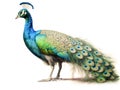 Peacocks are wild birds that nest on the ground but perch on trees. A symbol of elegance. Generative AI.