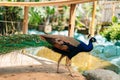 peacook with extended tail in captivity in Mexico City