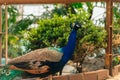 peacook with extended tail in captivity in Mexico City