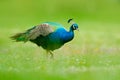 Peafoul, bird displays courtship in the green grass nature habitat, India. Indian Peafowl, Pavo cristatus, blue and green exotic Royalty Free Stock Photo