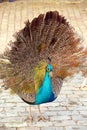 Peafowl