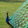 Peafowl