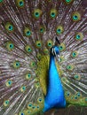 Peafowl