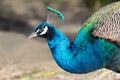 Peafowl bird close up, Peacock. Pavo Cristatus