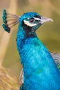 Peafowl bird close up. Peacock Pavo Cristatus