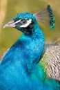 Peafowl bird close up. Peacock Pavo Cristatus