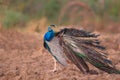 Peafowl bird, nature, natural, wallpaper