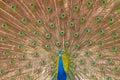 Closeup peacock india wallpaper