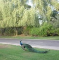 View of a beautiful peacock Royalty Free Stock Photo