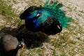 looking down on Peacock, (peafowl, peahen) and friend.. Royalty Free Stock Photo