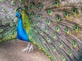 Peacock with long beautiful tail.