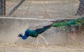 Peafowl is a common name for three species of birds