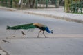 Peafowl is a common name for three species of birds