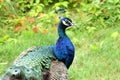 Peafowl Common Pavo cristatus peacock