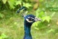 Peafowl Common Pavo cristatus peacock