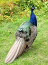 Peafowl Common Pavo cristatus peacock